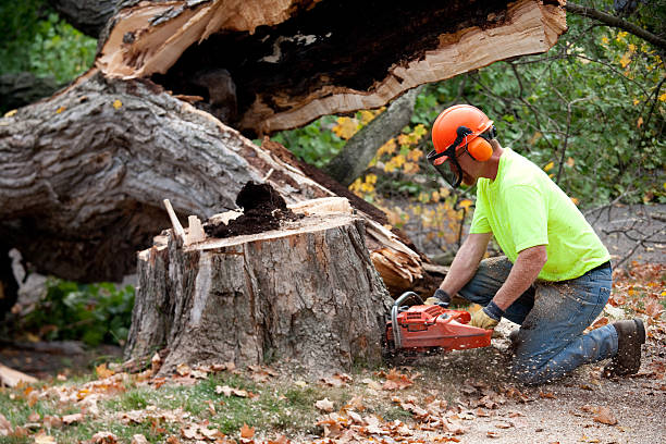 tree service