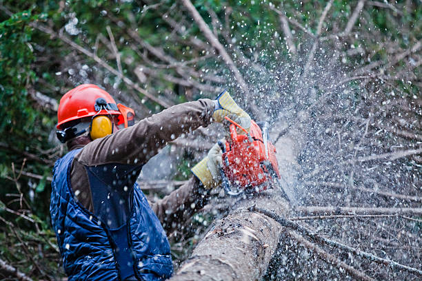 Tree Care Services